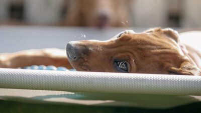 Daisy Ridgeback daisy klein – Rhodesian Ridgeback Kennel of Simbawoye